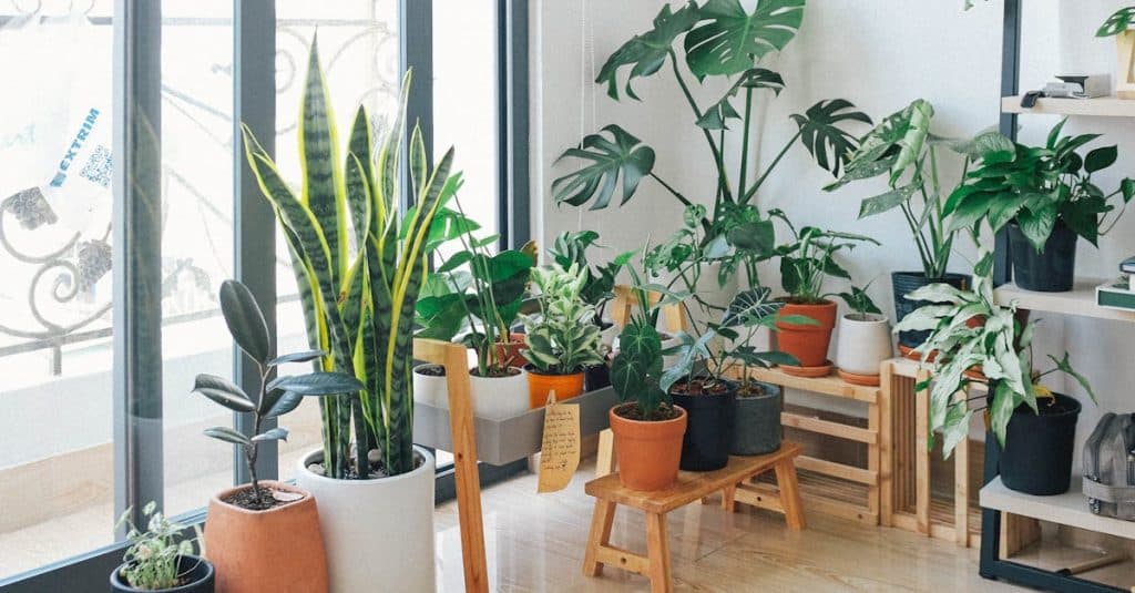 A vibrant collection of indoor plants in a cozy and modern room, showcasing natural ways to improve indoor air quality.