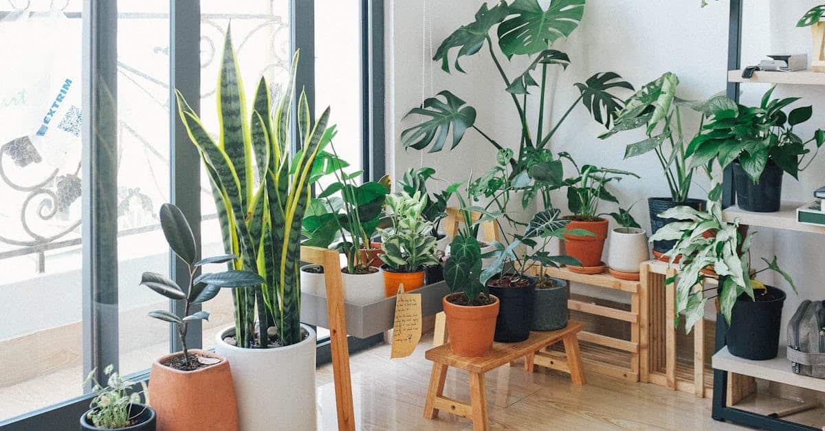 A vibrant collection of indoor plants in a cozy and modern room, showcasing natural ways to improve indoor air quality.